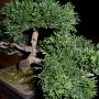 Bonzai tree at our table